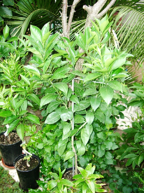 2008-08-24.JPG