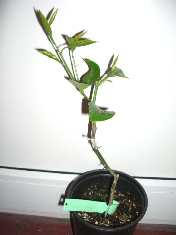 2008-06-12.JPG