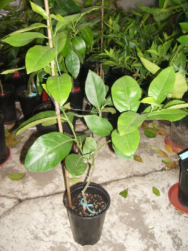 2009-03-04.JPG
