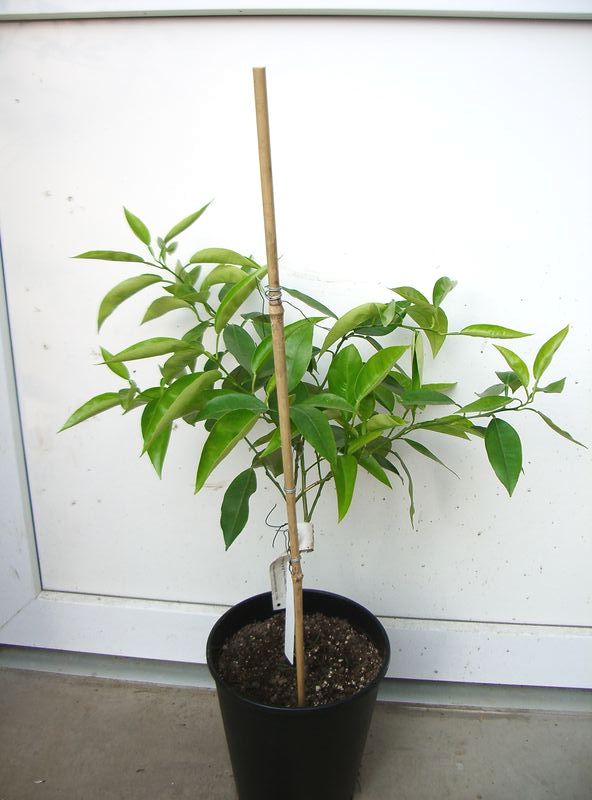 2009-04-16.JPG