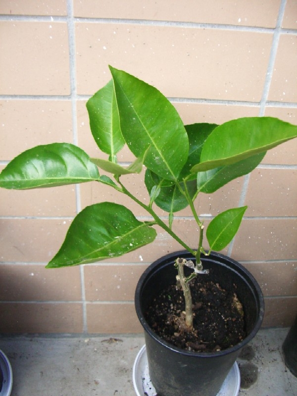 2009-05-19.JPG
