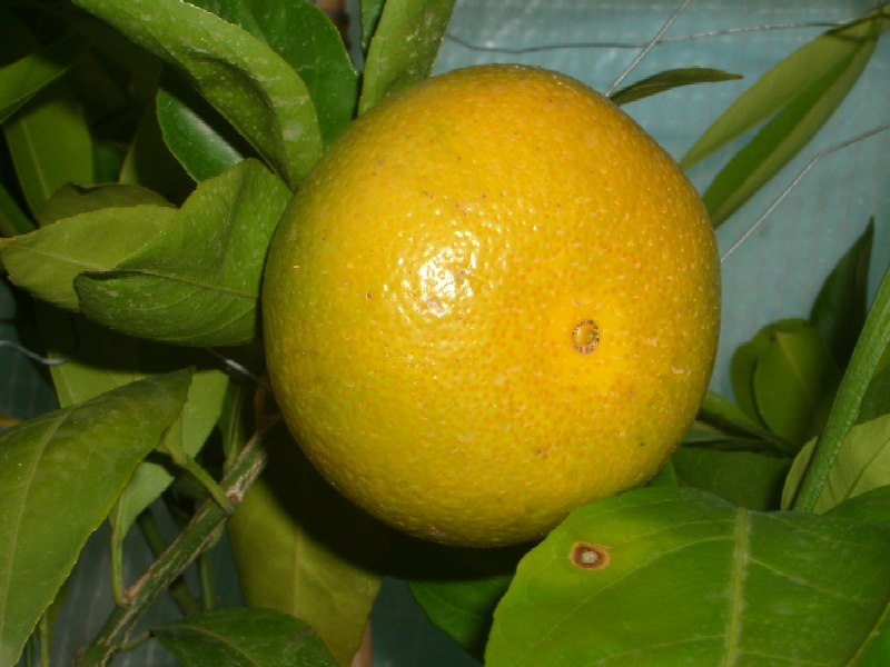 2009-10-26.JPG