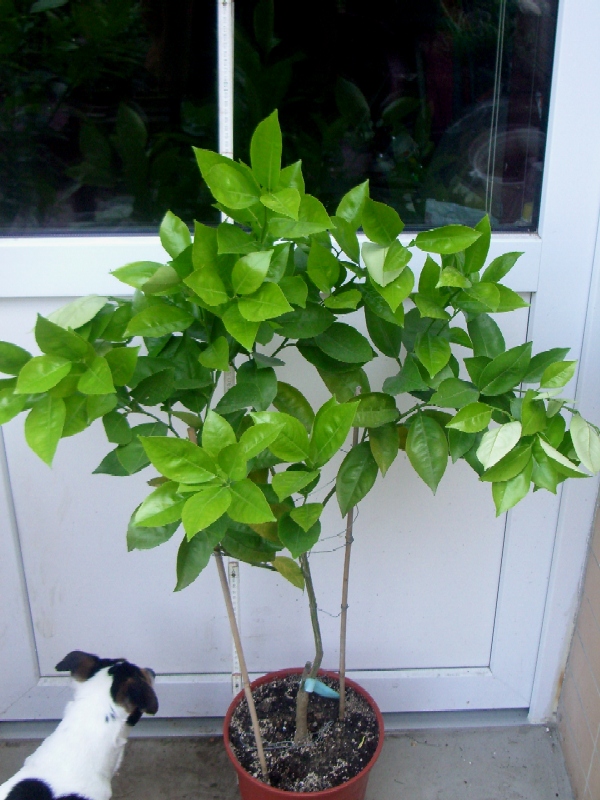 2010-04-20-T.JPG