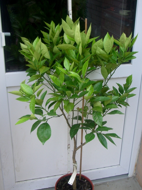 2010-04-21.JPG