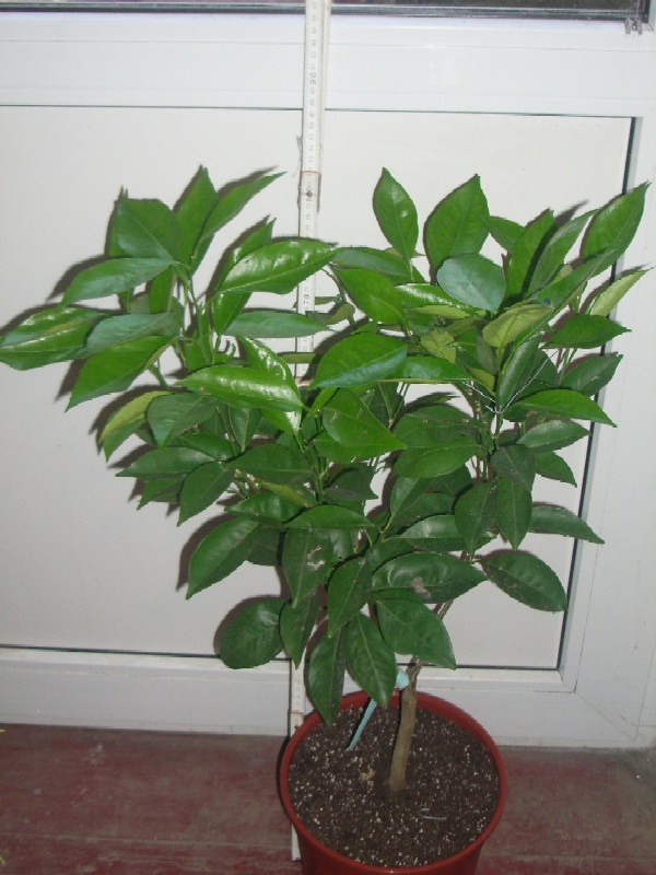 2010-04-23.JPG
