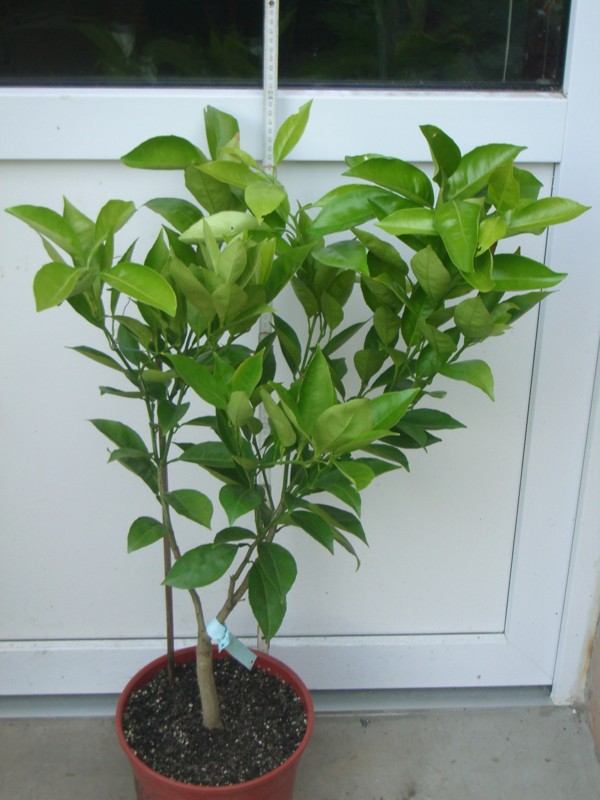 2010-07-27.jpg