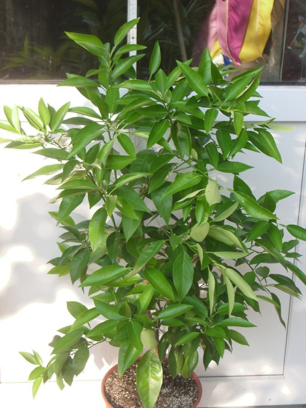 2010-08-08.jpg