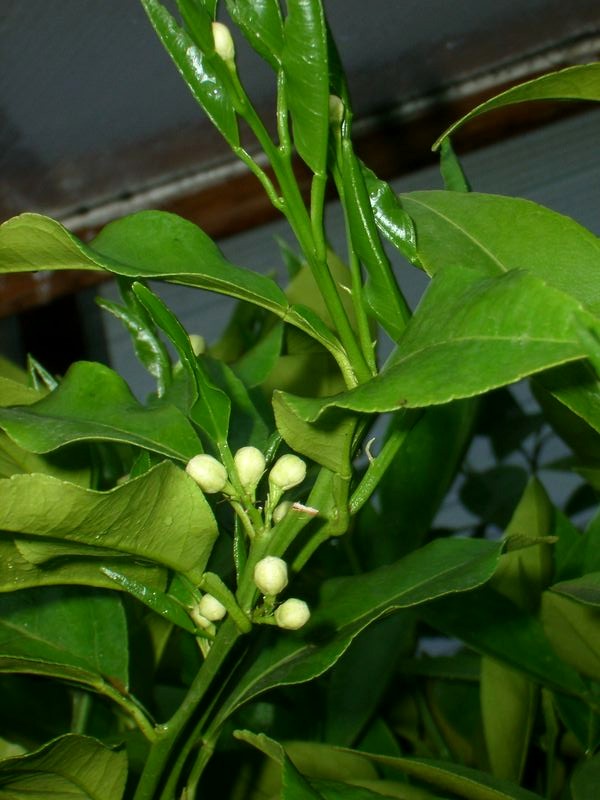 2011-03-12-K1.jpg