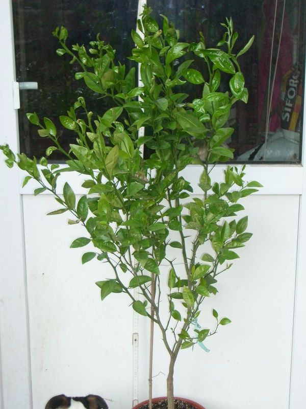 2011-03-29.JPG