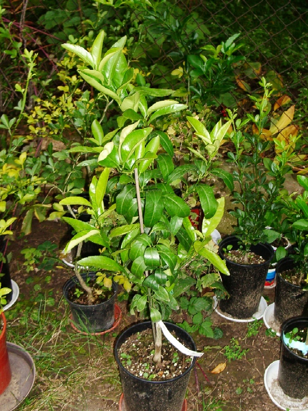 2008-10-06.JPG