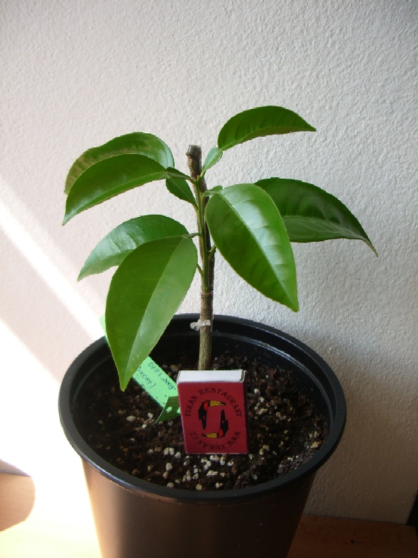 2008-04-19.JPG